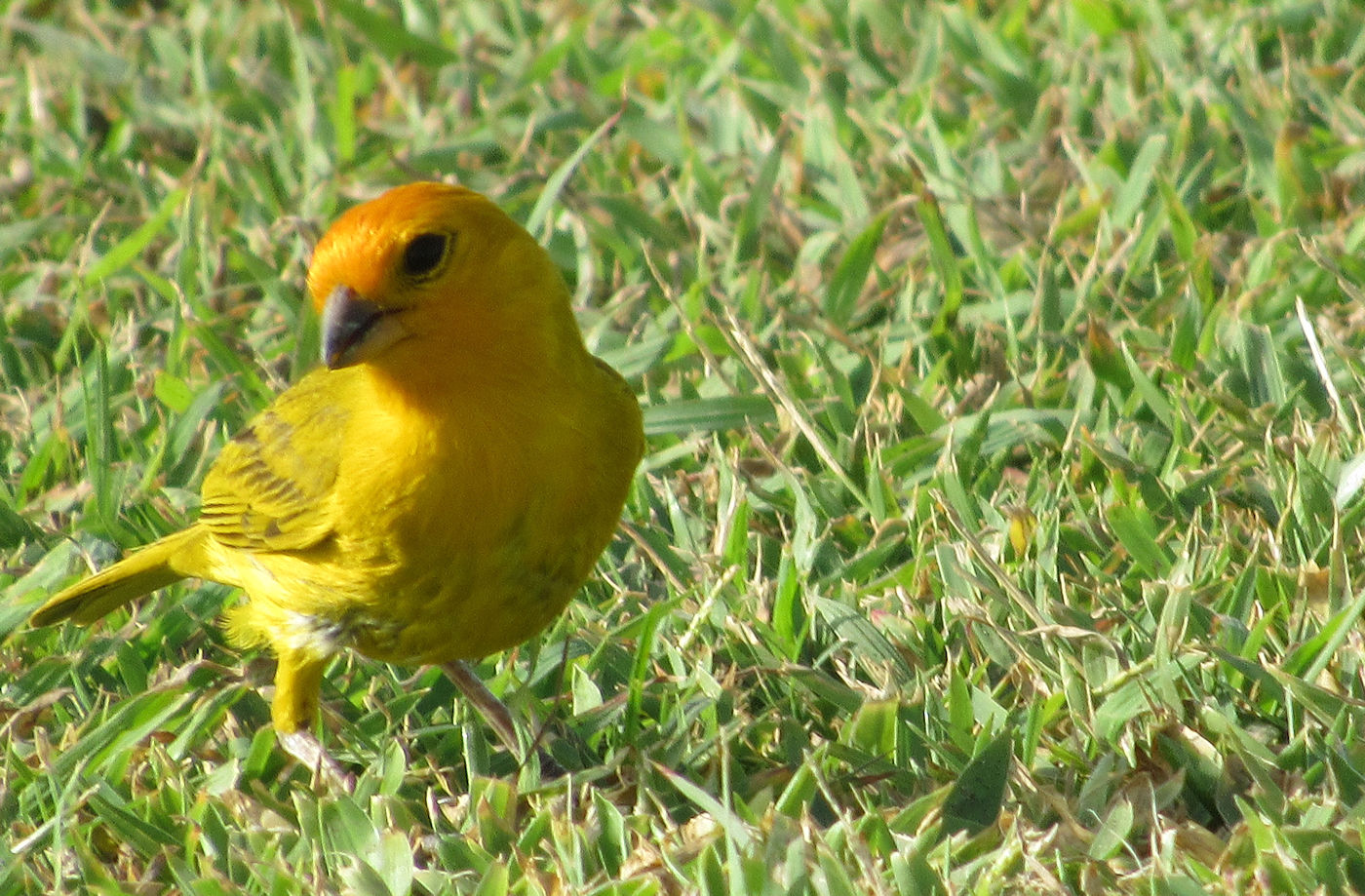 Saffron finch