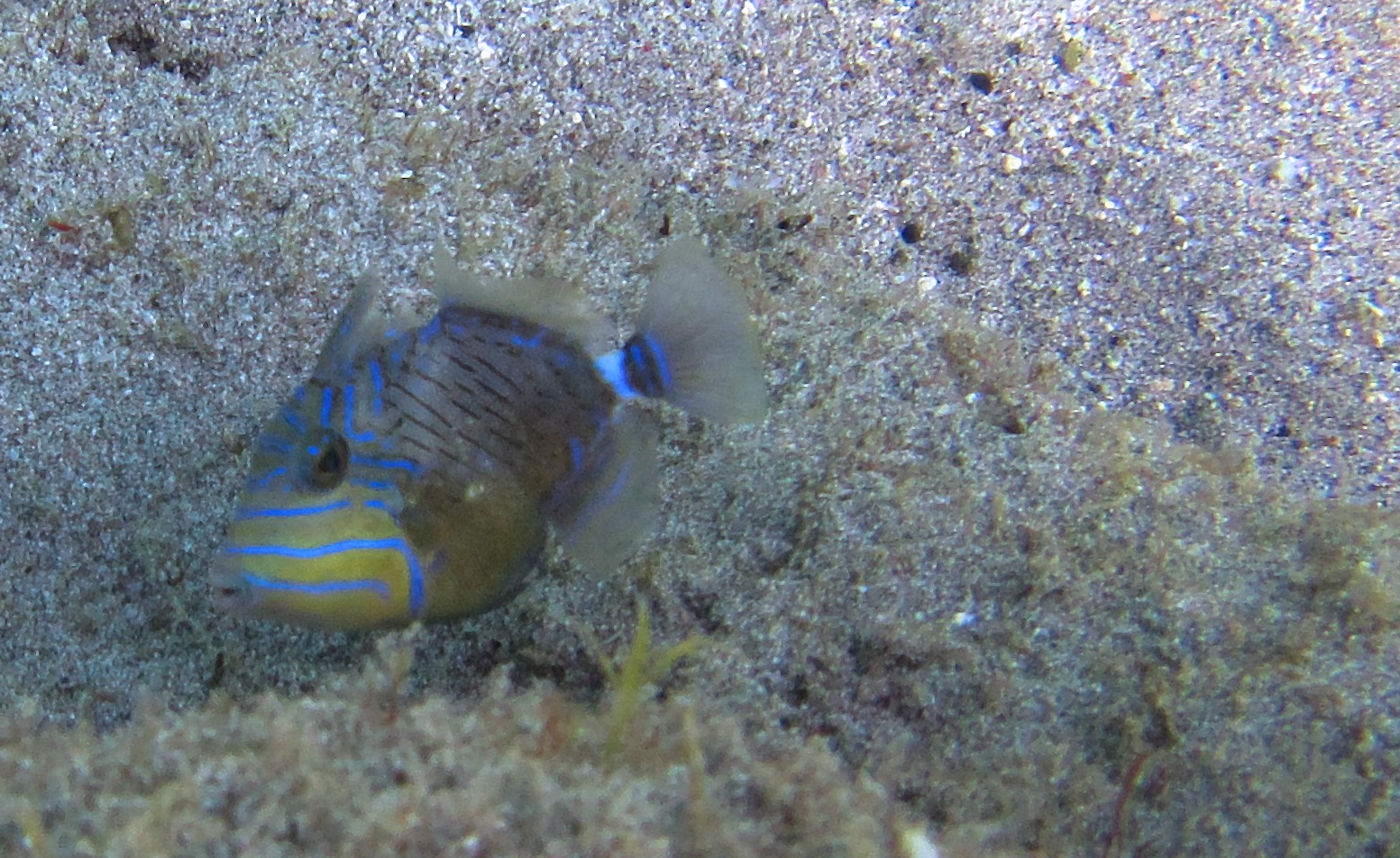 Queen Triggerfish, Playa Piskado