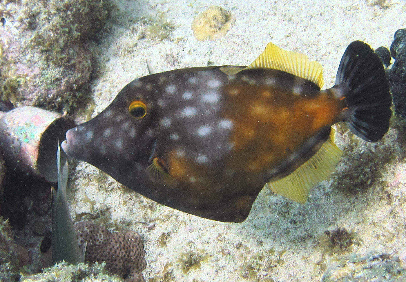 Spotted filefish, Playa Jerem