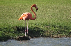 Flamingos return
