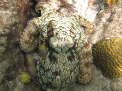 Good sized octopus