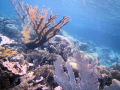 Some coral at Blue Bay Beach