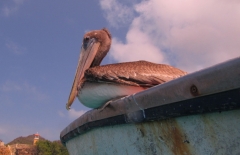 Bird on a boat