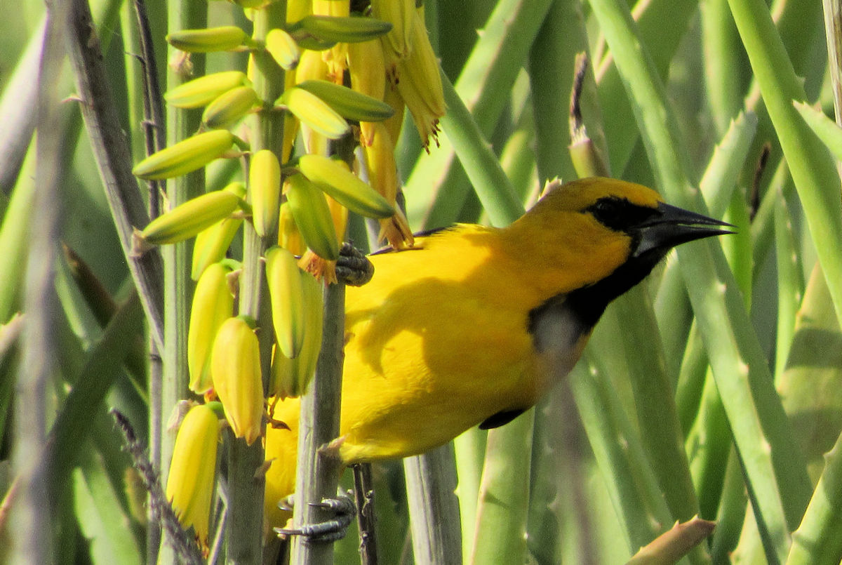 Cute bird