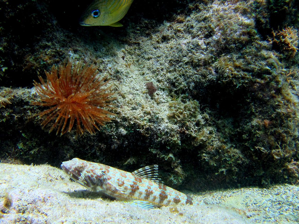 Sand diver and a sea star
