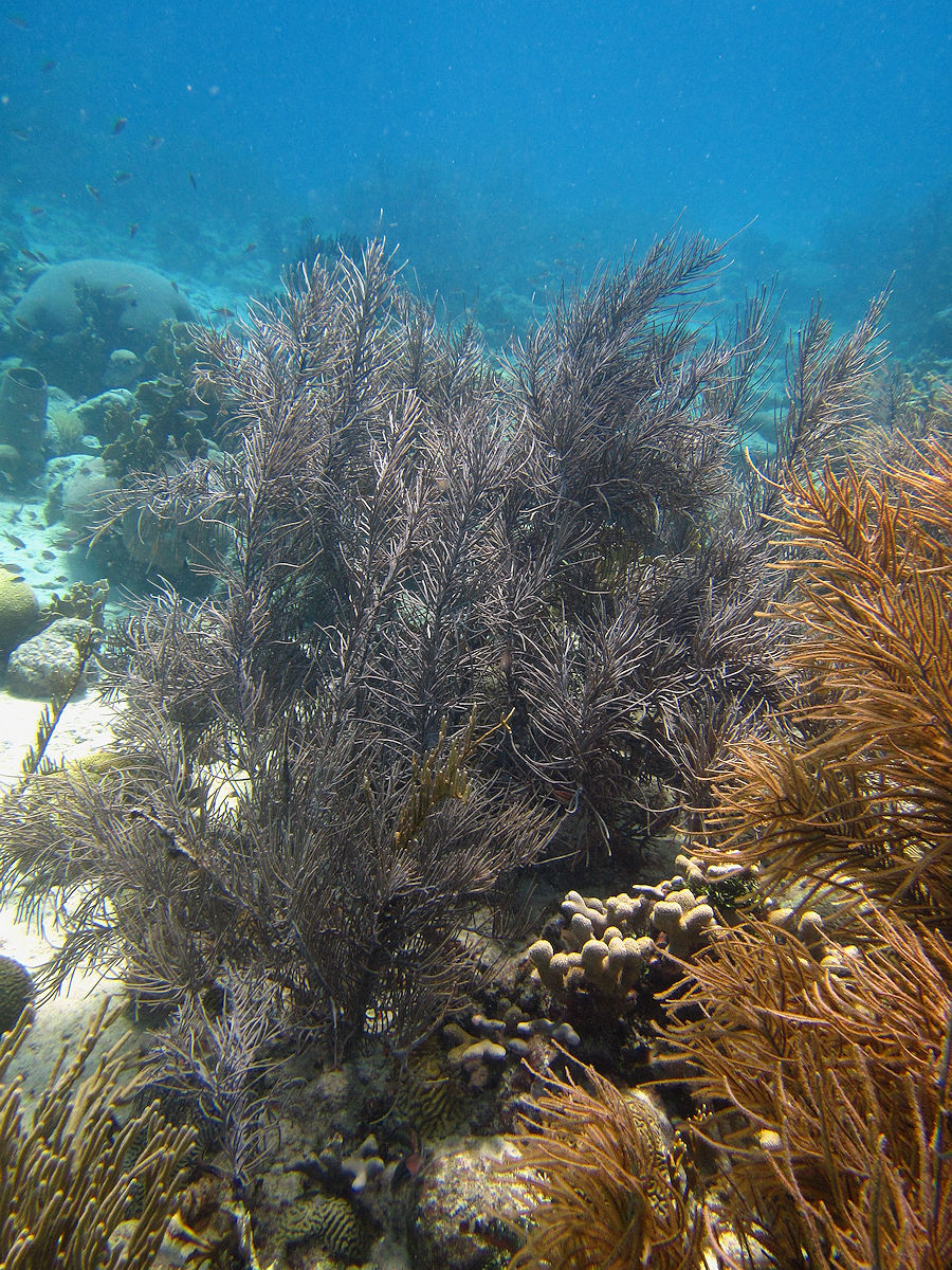 Some coral at the SeaQuarium beach