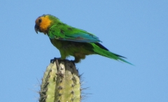 The Curacaon parrot