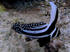 Spotted drum