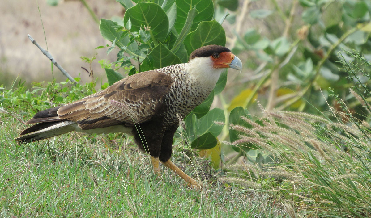 A caracara