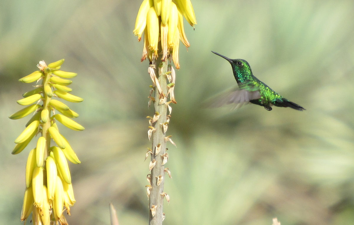 Emerald hummingbird