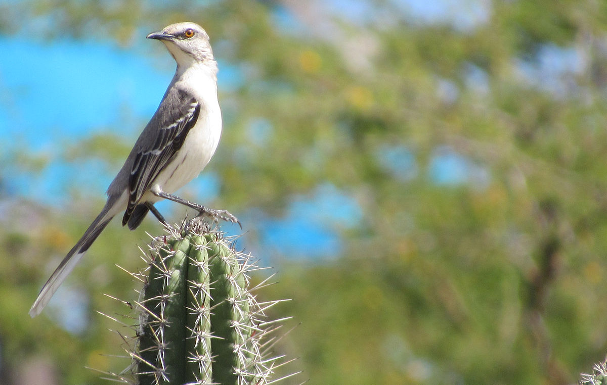 Cactus sitter