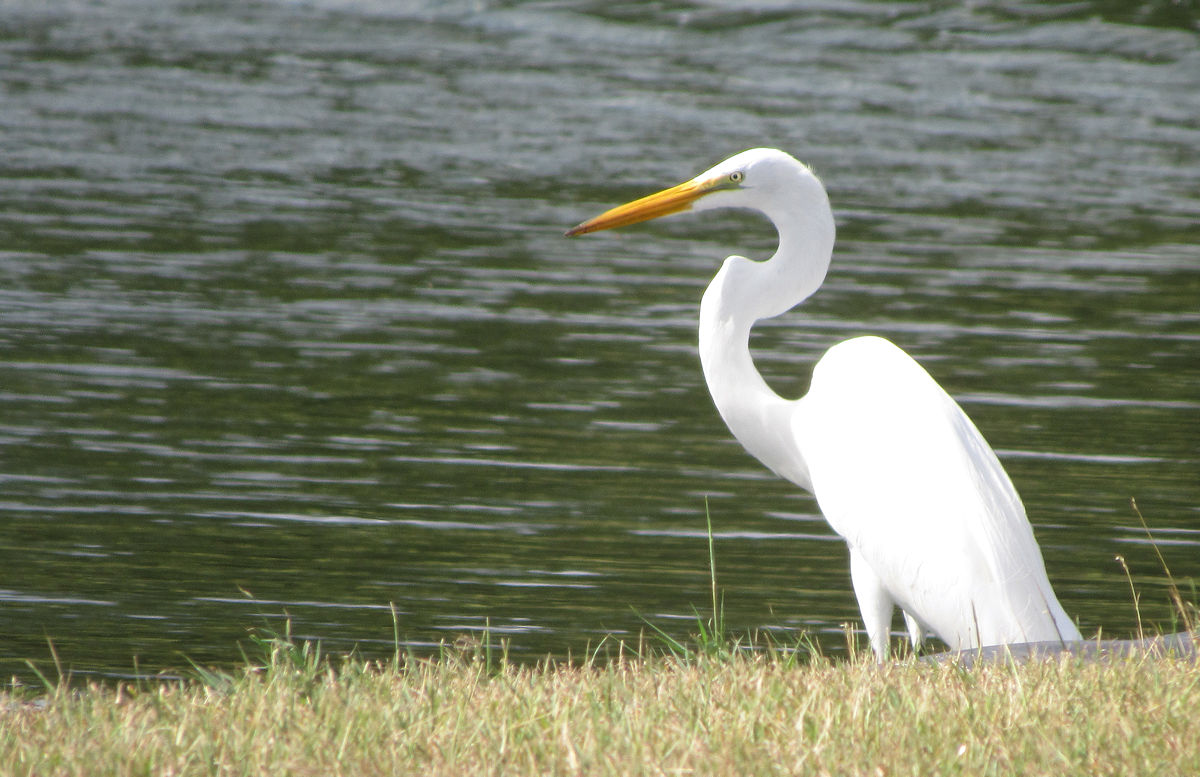 Great egret