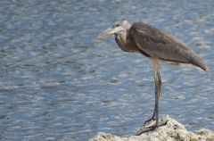 The great egret