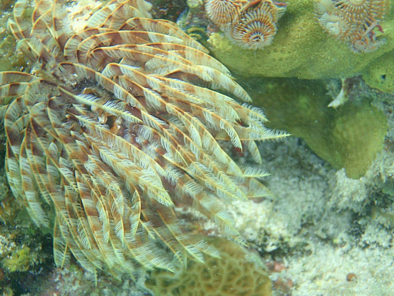 Sea Feather and Christmas tree worms