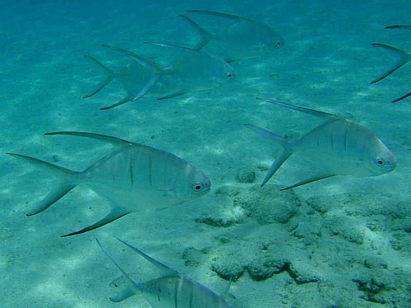 A palometa