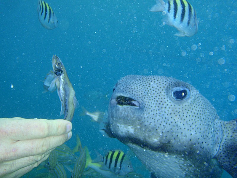 Feeding the porcupine fish