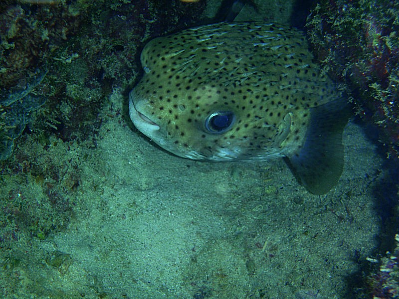 Porcupine fish again