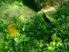 Two fish