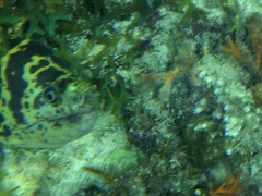 Chain moray - closeup