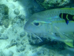 Cleaner fish and a goatfish