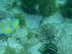 Triggerfish and a file fish