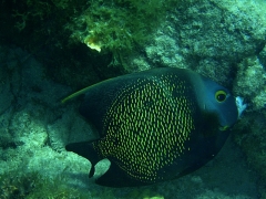 French Angelfish