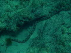 Gold spotted eel
