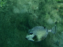 Honeycomb trunkfish
