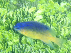 Juvenile something