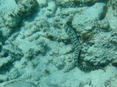Chain moray eel