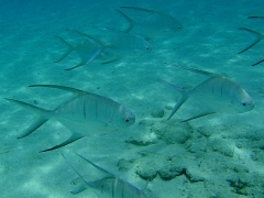 A palometa