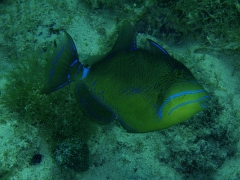 Queen triggerfish