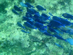 Blue Tangs