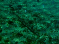 Trumpetfish