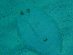 White flounder