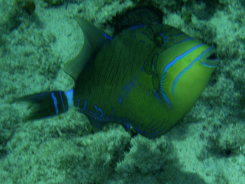 Queen Triggerfish