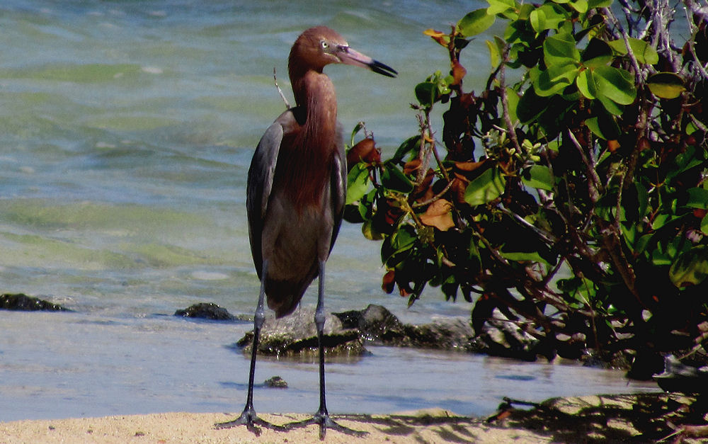 Some bird on Bonaire