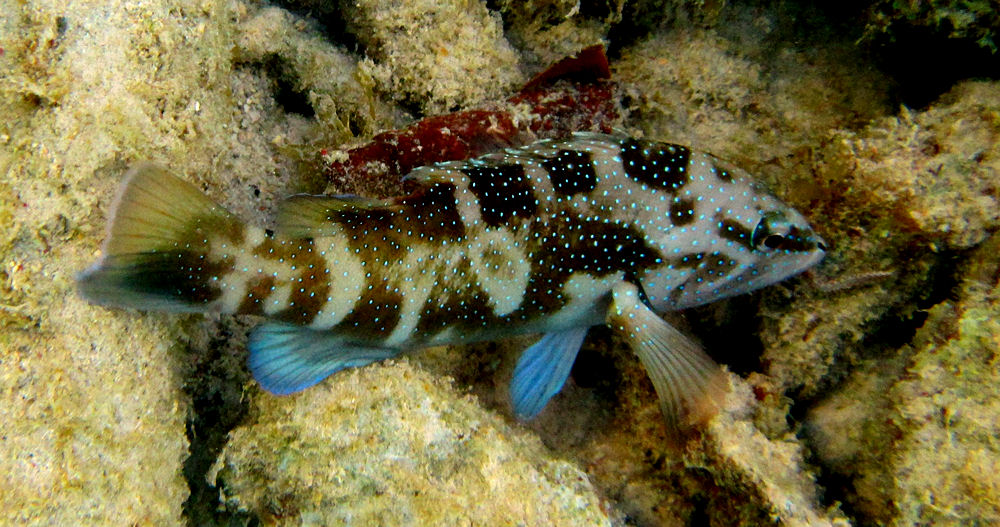 A grouper, maybe