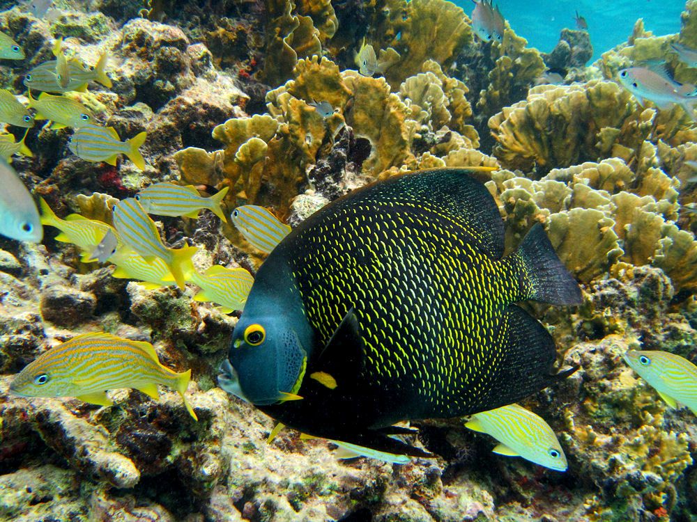 Queen Angelfish