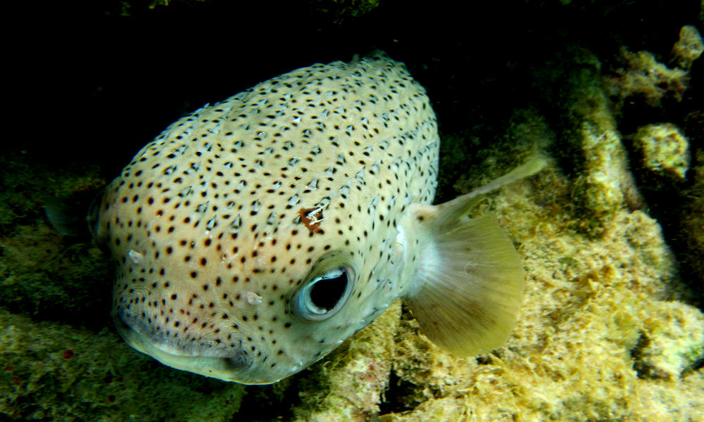 Porcupinefish