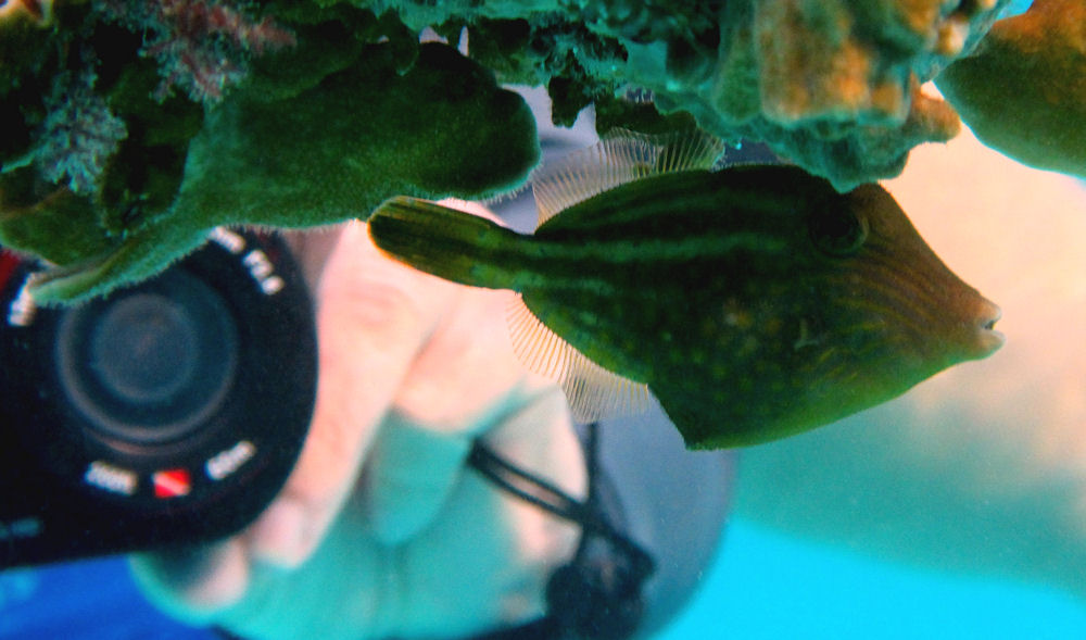 Tiny little filefish