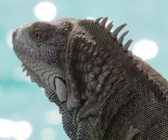 Resident iguana