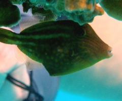 Tiny little filefish