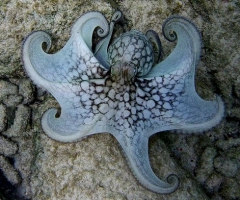 Common octopus, Bonaire
