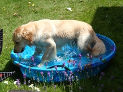 Bailey in the pool