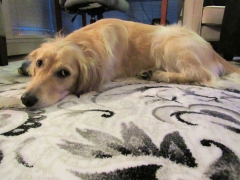 Bailey on our new rug