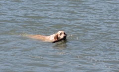 Bailey goes swimming