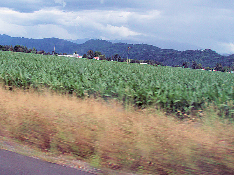 Cornfields, outside Lynden Washington