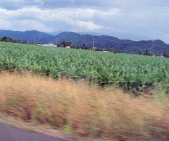 Cornfields, outside Lynden Washington