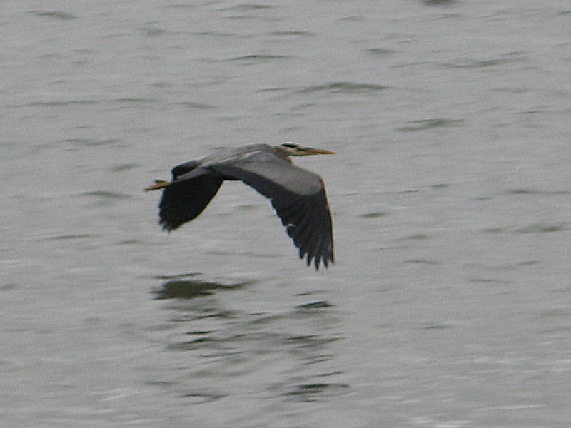 Heron in flight